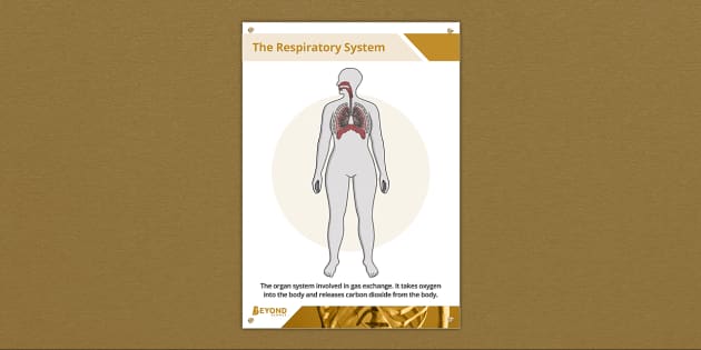 Respiratory System Display Poster | Science | Beyond