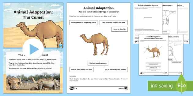 Camel Adaptation PowerPoint and Activity Pack (teacher made)