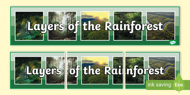 Layers of the Rainforest Photo Display Banner (teacher made)