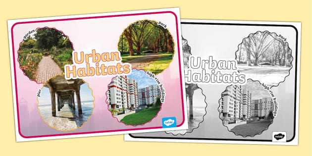 Urban Habitats Photo Display Poster (Teacher-Made) - Twinkl