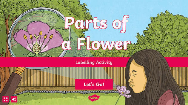 parts-of-a-flower-interactive-labelling-activity