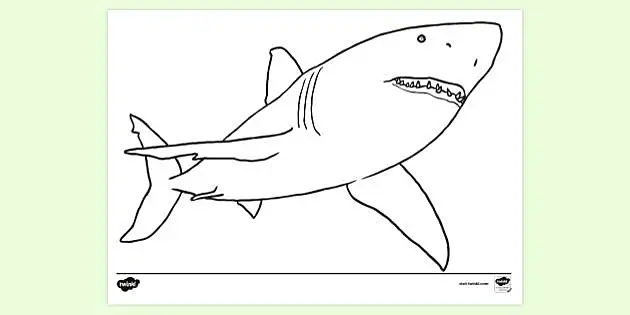 how to draw a great white shark step by step for kids