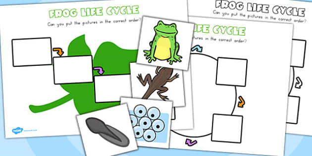 Frog Lifecycle Worksheets (teacher made)