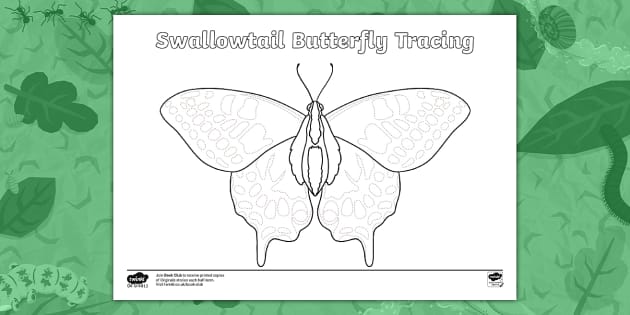 Swallowtail Butterfly Drawing Tracing Activity | Twinkl EYFS