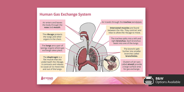 research paper on gas exchange