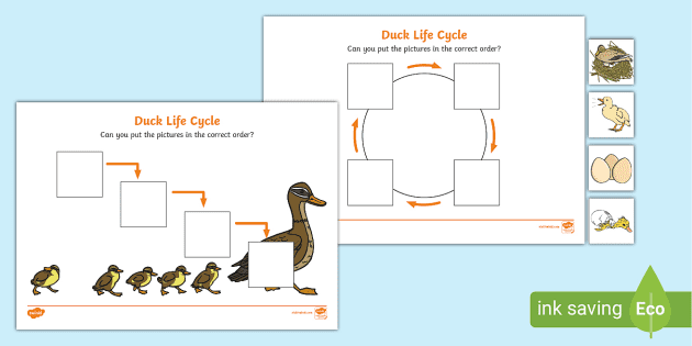 Duck Life Cycle Sequence Cards by Teach Simple