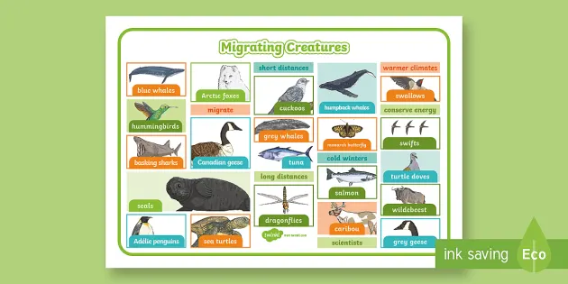 Animal Migration PowerPoint (teacher made) - Twinkl Animal Migration PowerPoint (teacher made) - Twinkl