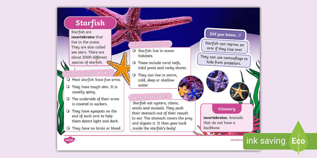 Starfish Fact File KS1 Sea Life Science Topics