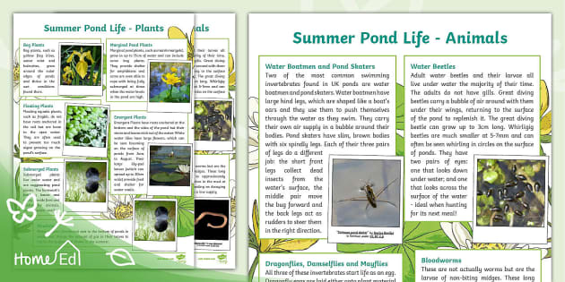 Summer Pond Life Information Sheet (teacher made) - Twinkl