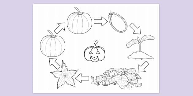 free-pumpkin-life-cycle-colouring-sheet-colouring-sheets
