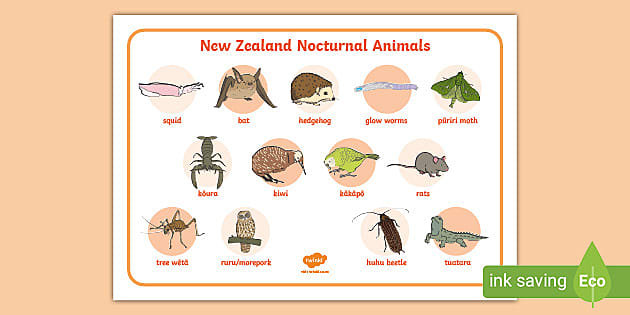New Zealand Nocturnal Animals Word Mat (teacher made)