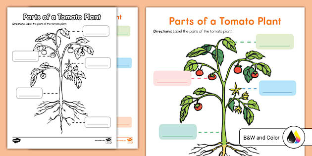 Parts of a Tomato Plant Poster and Labeling Worksheet