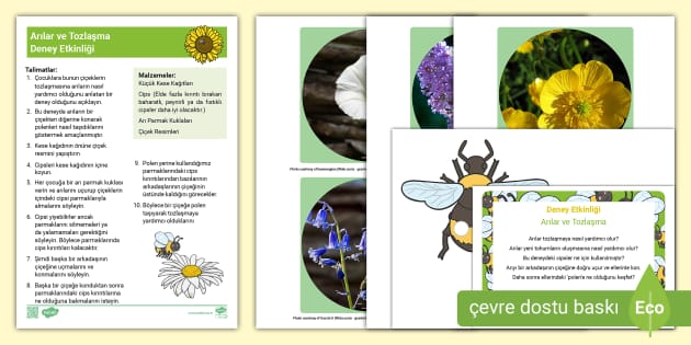 Arılar ve Tozlaşma | Deney Etkinliği