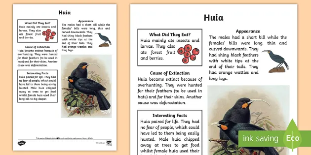 New Zealand Extinct Birds Huia Fact Sheet (teacher made)