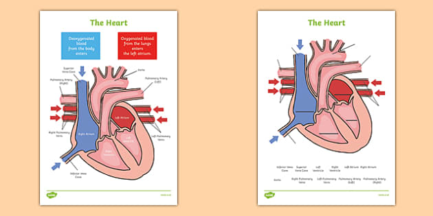 The Heart Labelling Diagrams - the heart, heart, human