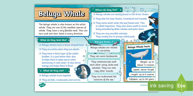 Beluga Whale Fact File - Twinkl - KS2 (teacher made)