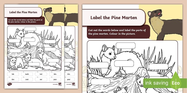 Pine Marten Activity Sheet (teacher made) - Twinkl