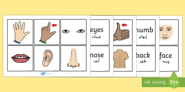 Parts Of The Body Word And Picture Matching Cards Arabic Translation