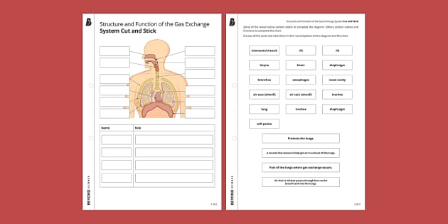 Gas Exchange System Cut and Stick Worksheet | Beyond