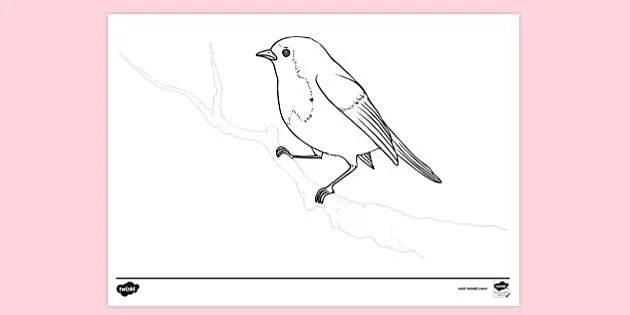 coloring pages of robin red breast crafts