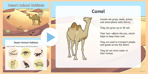 Desert Habitat Animals Adaptations PowerPoint (teacher made)