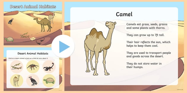 deserts animals camels