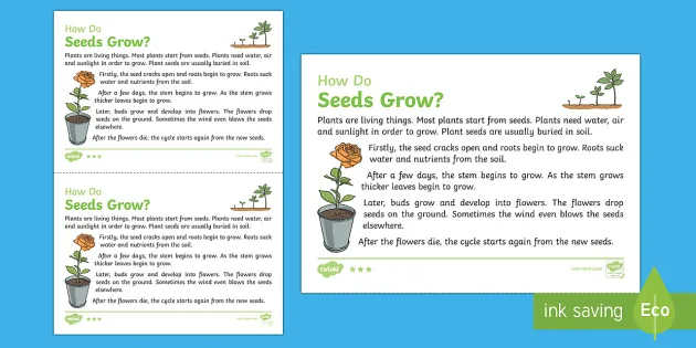 How Do Seeds Grow? Explanation Writing Sample Model - Twinkl