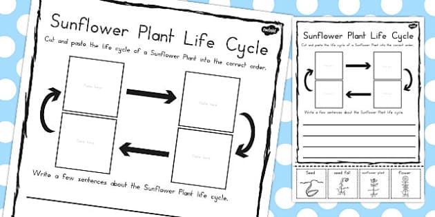 sunflower-plant-life-cycle-sentence-writing-activity-australia-worksheet