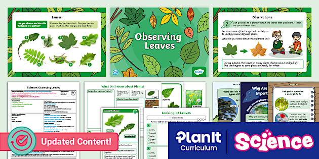 Science: Plants: Observing Leaves Year 1 Lesson 1