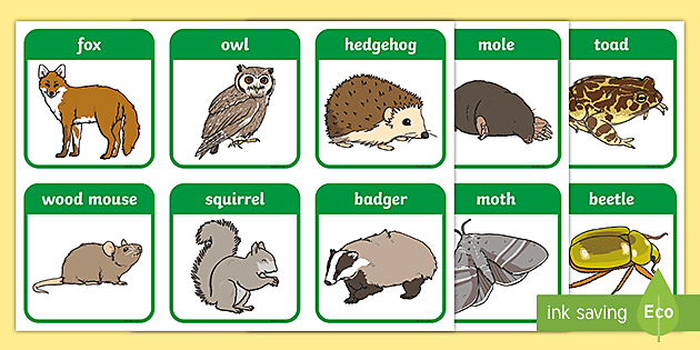 English Numbers Woodland Nursery Flash Cards Nature Themed Counting Cards 
