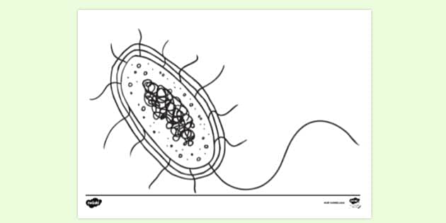 FREE! - Bacteria Cell Diagram Colouring Sheet (teacher made)