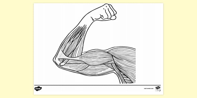 Muscles Colouring Sheet (teacher Made)   Twinkl