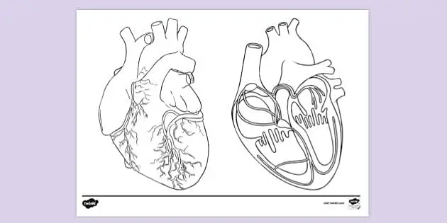 Human heart symbol Stock Vector Image & Art - Alamy
