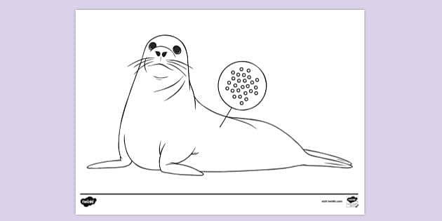 Seal With Magnification Showing Chemicals | Colouring Sheets