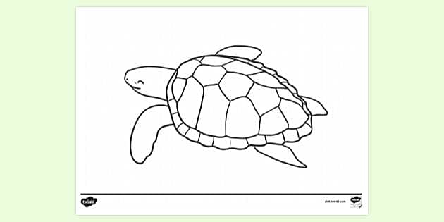 How to Draw a Turtle 16 Ways  All Turtles