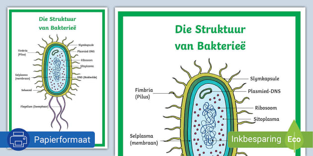 Die Struktuur Van Bakterieë Plakkaat Teacher Made