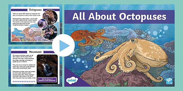 Ks2 All About Octopuses Powerpoint Teacher Made Twinkl 8659