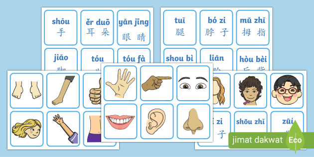 身体部位名称搭配卡片 华文拼音 Teacher Made