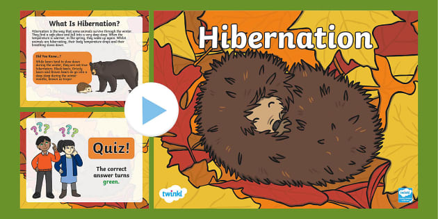 Animals that Hibernate: Hibernation PowerPoint - Twinkl