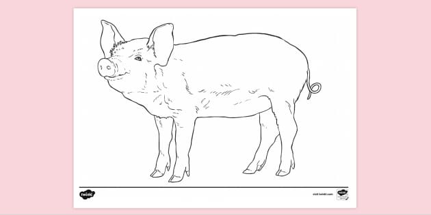 Printable Realistic Animal Colouring Page Colouring Sheets