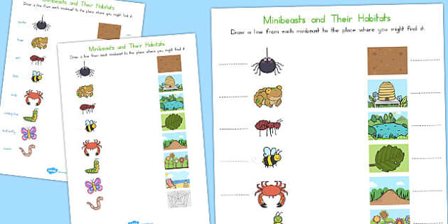 Minibeast Habitats Worksheet | Twinkl Teacher-Made Resources