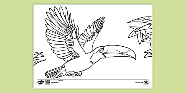 toucan coloring page