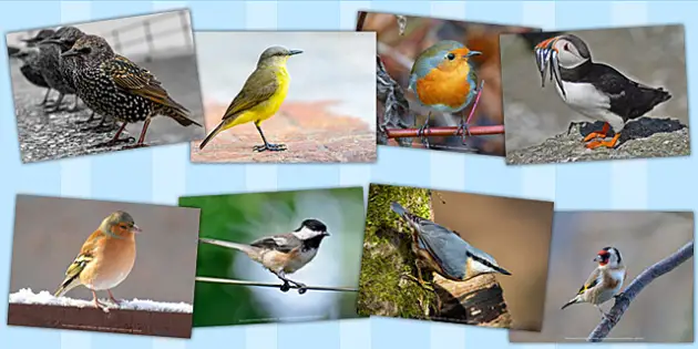 Birds Photo Pack (teacher made) - Twinkl