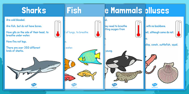 Under the Sea Animal Groups Display Posters (teacher made)