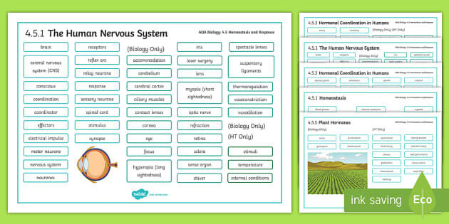 AQA Biology Unit 5 Homeostasis And Response Word Mat