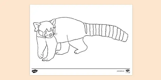 FREE! - Red Panda Colouring | Colouring Sheets - Twinkl