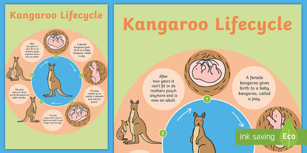 Kangaroo Life Cycle Poster