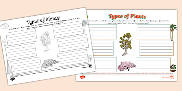 Types of Plants Mind Map - Twinkl