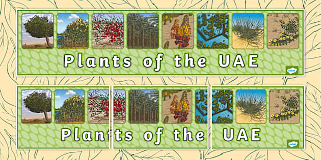 UAE Plants - Display Banner (profesor hizo) - Twinkl