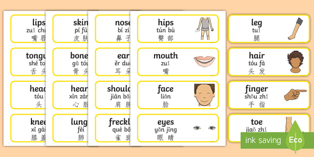 Parts of the Body Topic Word Cards English/Mandarin Chinese/Pinyin